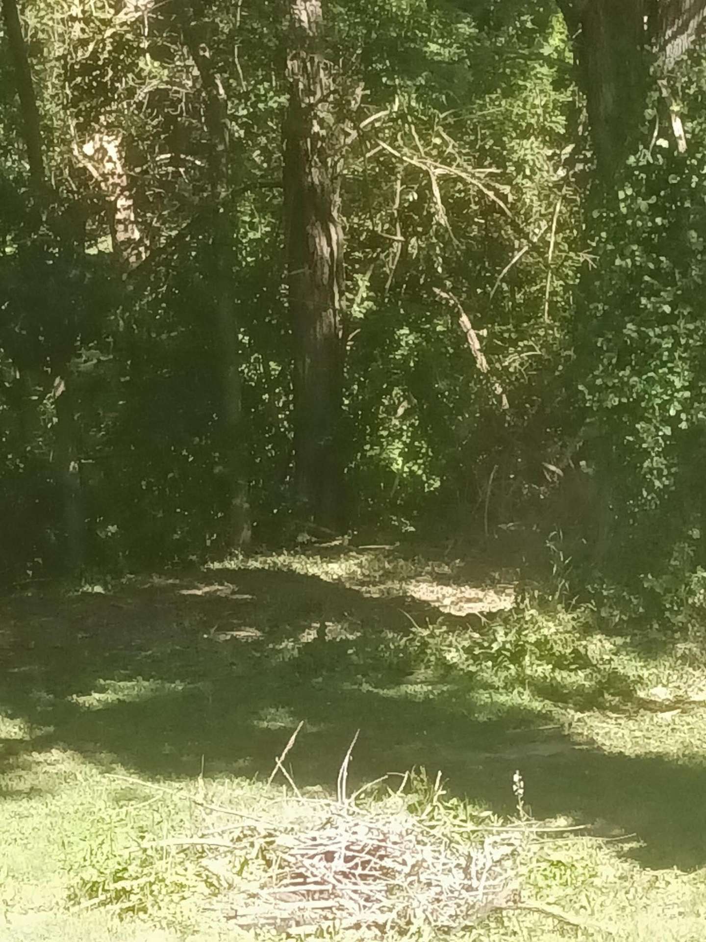 Canopy Work